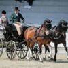 Wayne van Niekerk to make SA carriage-driving history in Germany