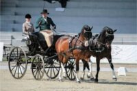 Wayne van Niekerk to make SA carriage-driving history in Germany