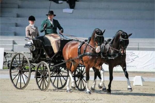 Wayne van Niekerk to make SA carriage-driving history in Germany